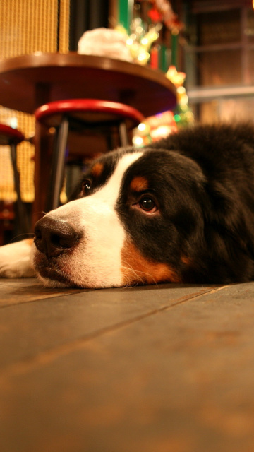 Dog in Cafe screenshot #1 360x640