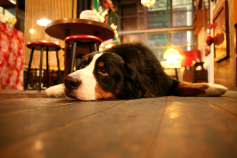 Das Dog in Cafe Wallpaper 480x320