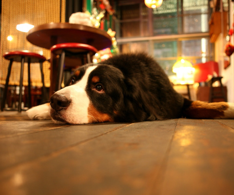 Dog in Cafe wallpaper 480x400