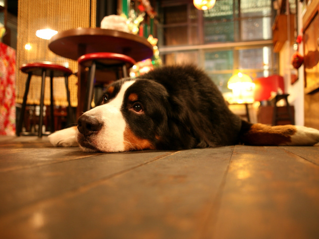 Dog in Cafe wallpaper 640x480