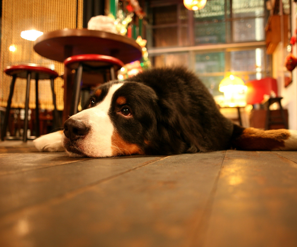 Обои Dog in Cafe 960x800