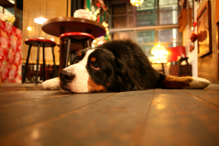 Обои Dog in Cafe