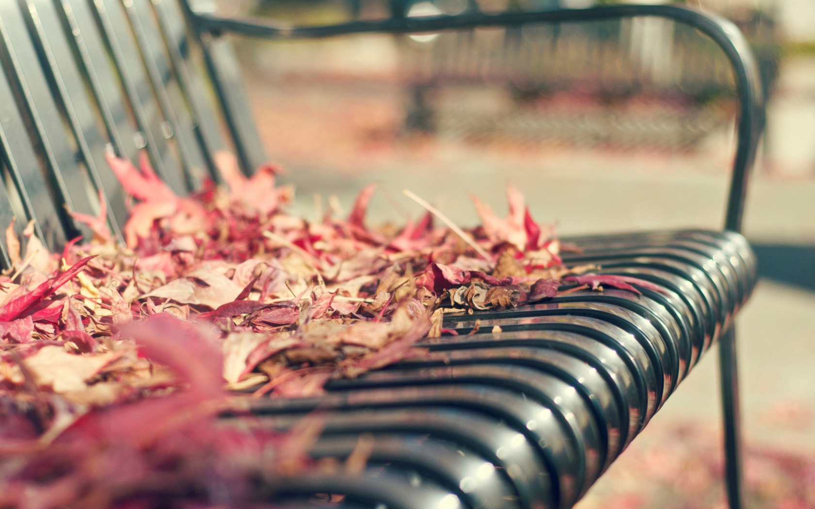 Macro autumn bench wallpaper 1680x1050