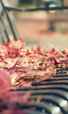 Sfondi Macro autumn bench 240x400