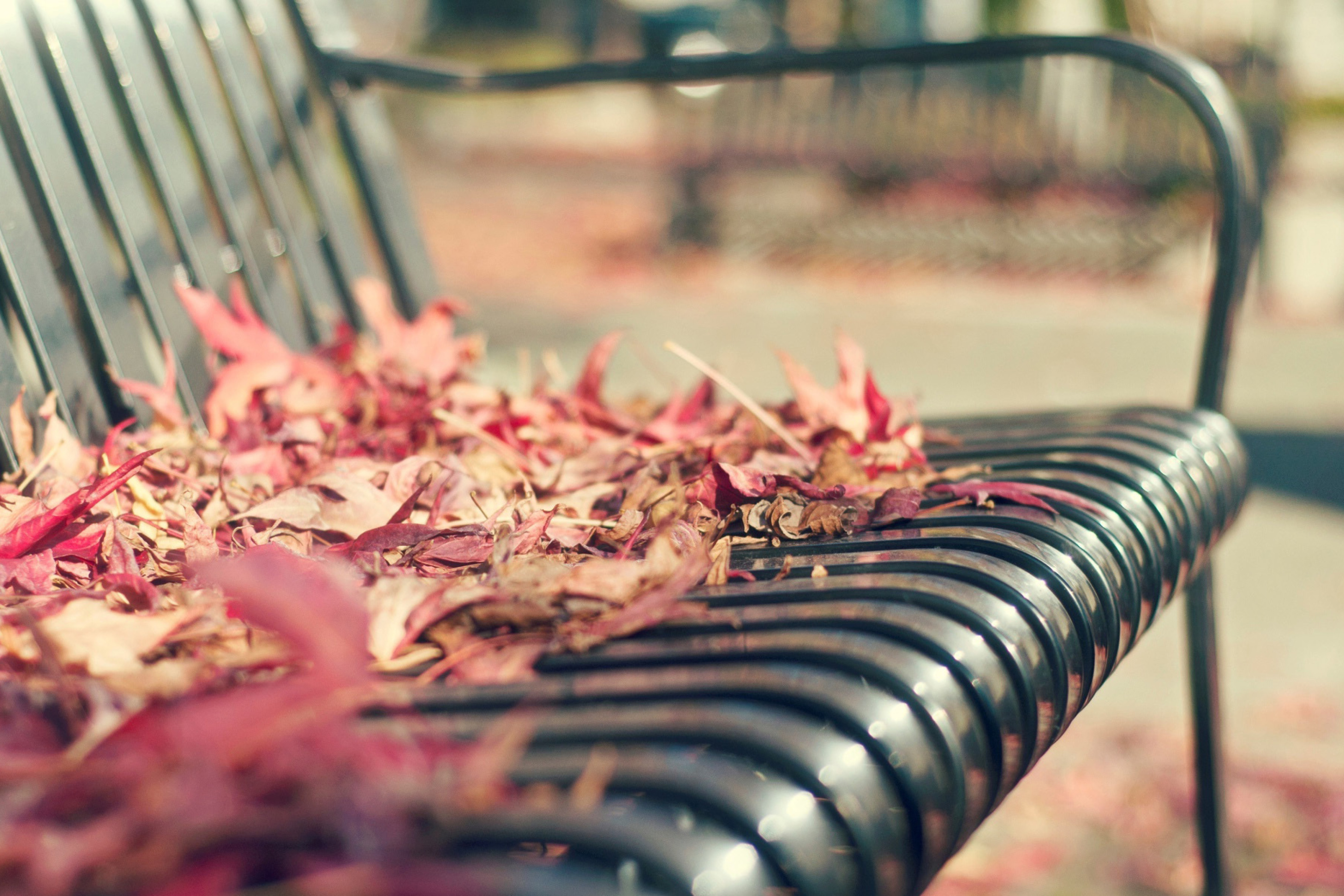Macro autumn bench screenshot #1 2880x1920