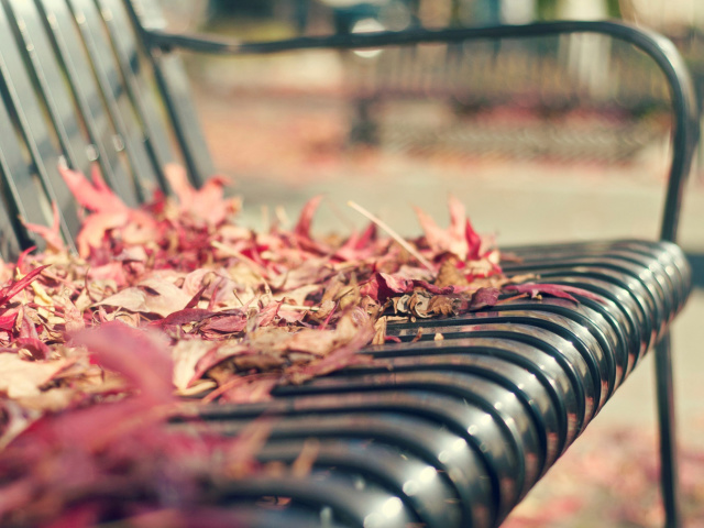 Das Macro autumn bench Wallpaper 640x480