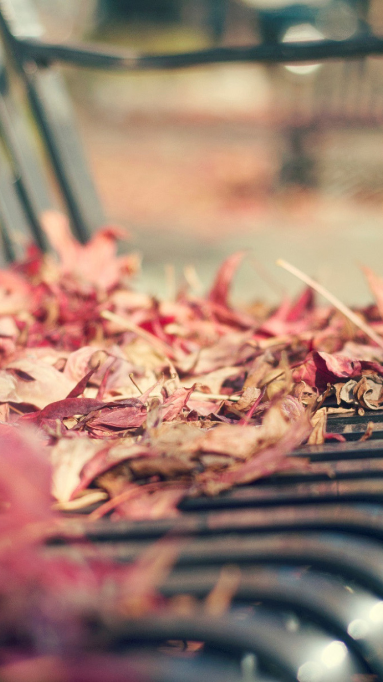 Macro autumn bench wallpaper 750x1334