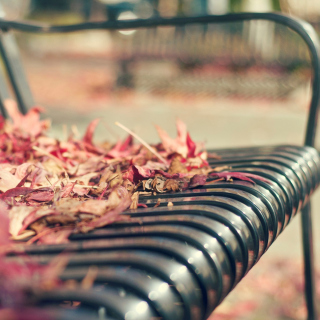 Macro autumn bench - Obrázkek zdarma pro 1024x1024