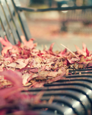 Macro autumn bench Background for 240x320