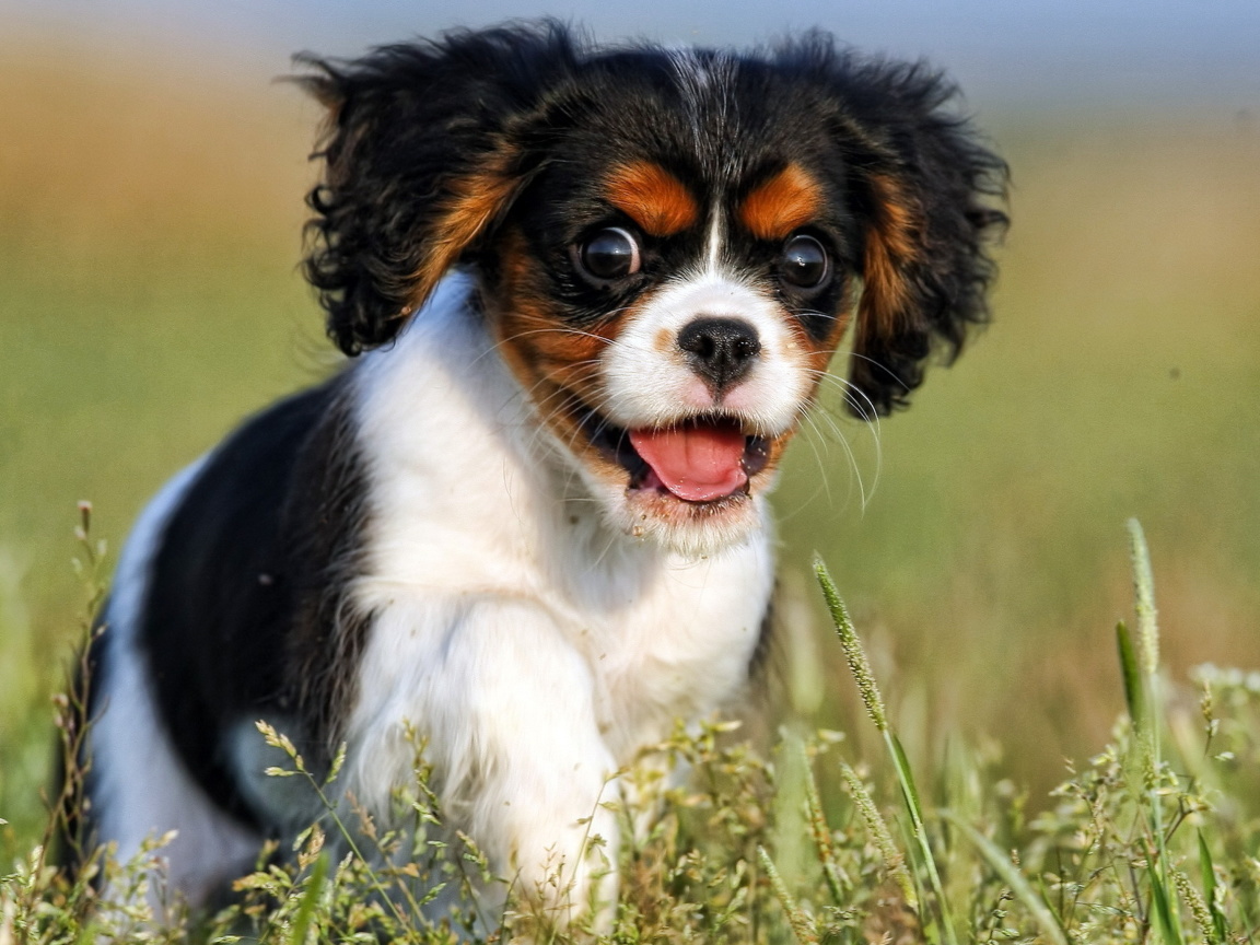 Cavalier King Charles Spaniel wallpaper 1152x864