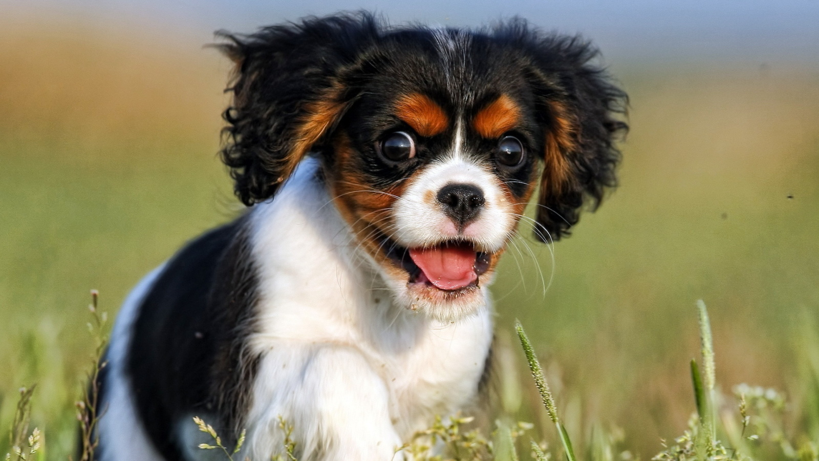 Fondo de pantalla Cavalier King Charles Spaniel 1600x900