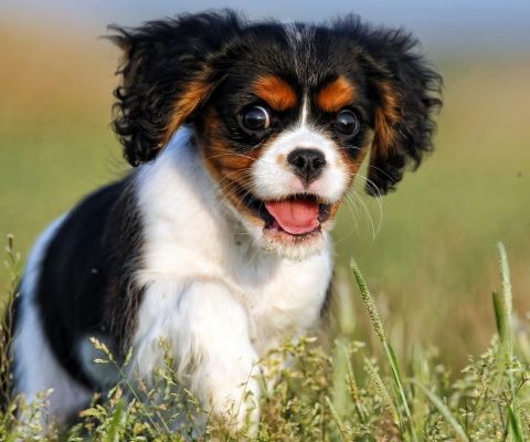 Cavalier King Charles Spaniel wallpaper 480x400