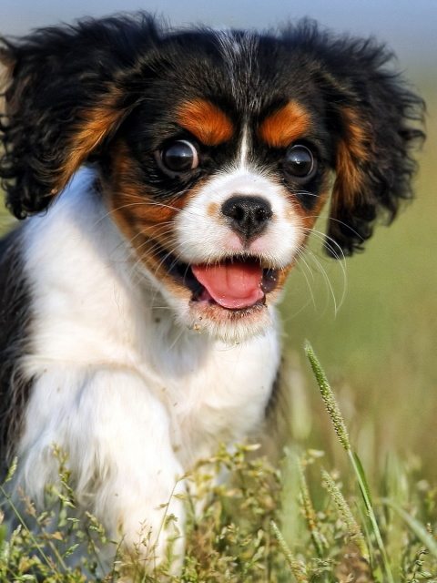 Screenshot №1 pro téma Cavalier King Charles Spaniel 480x640