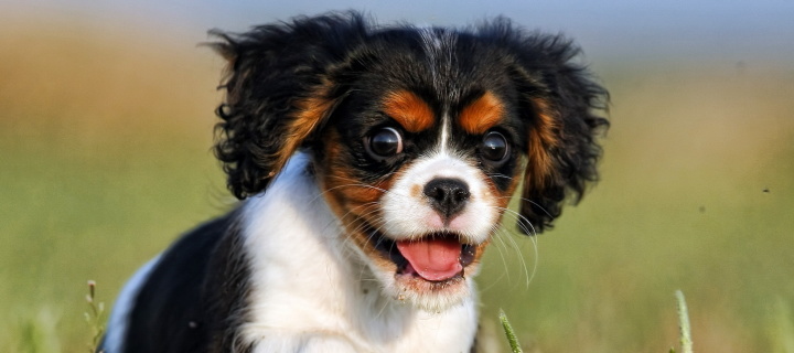 Cavalier King Charles Spaniel wallpaper 720x320