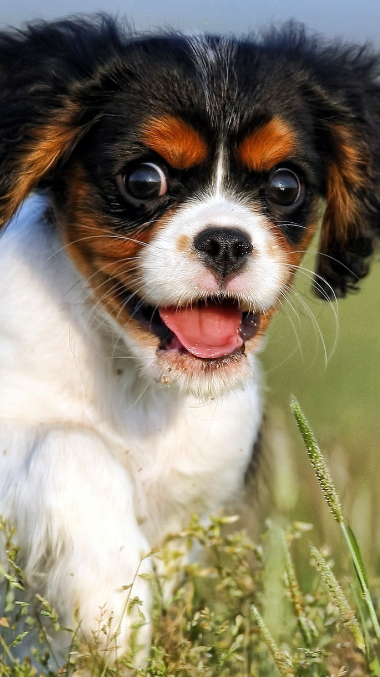 Cavalier King Charles Spaniel screenshot #1 750x1334