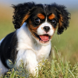 Cavalier King Charles Spaniel Picture for iPad 3