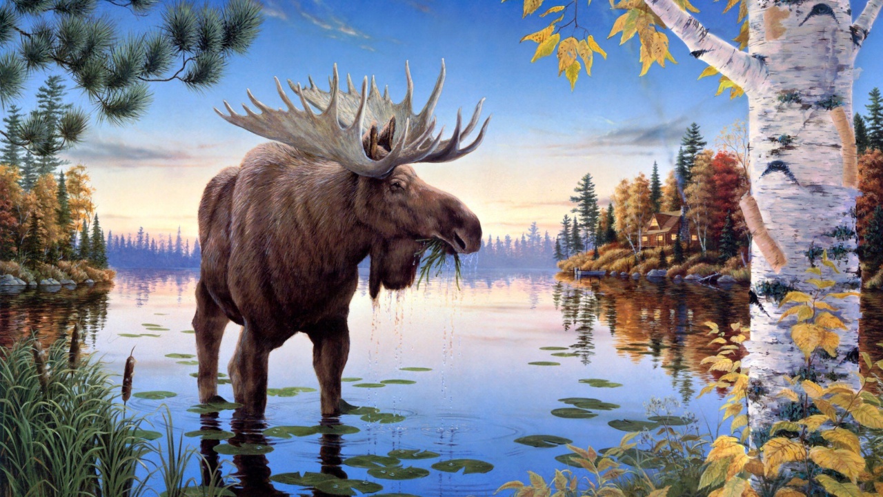 Das Elk Wallpaper 1280x720