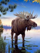 Sfondi Elk 132x176