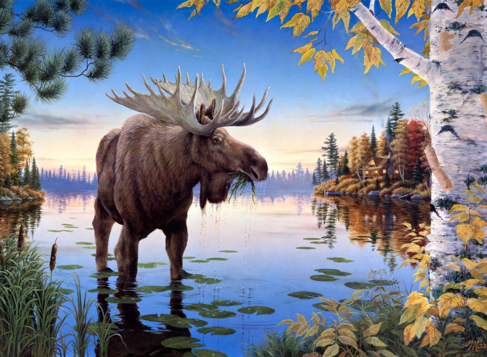 Elk wallpaper 1920x1408