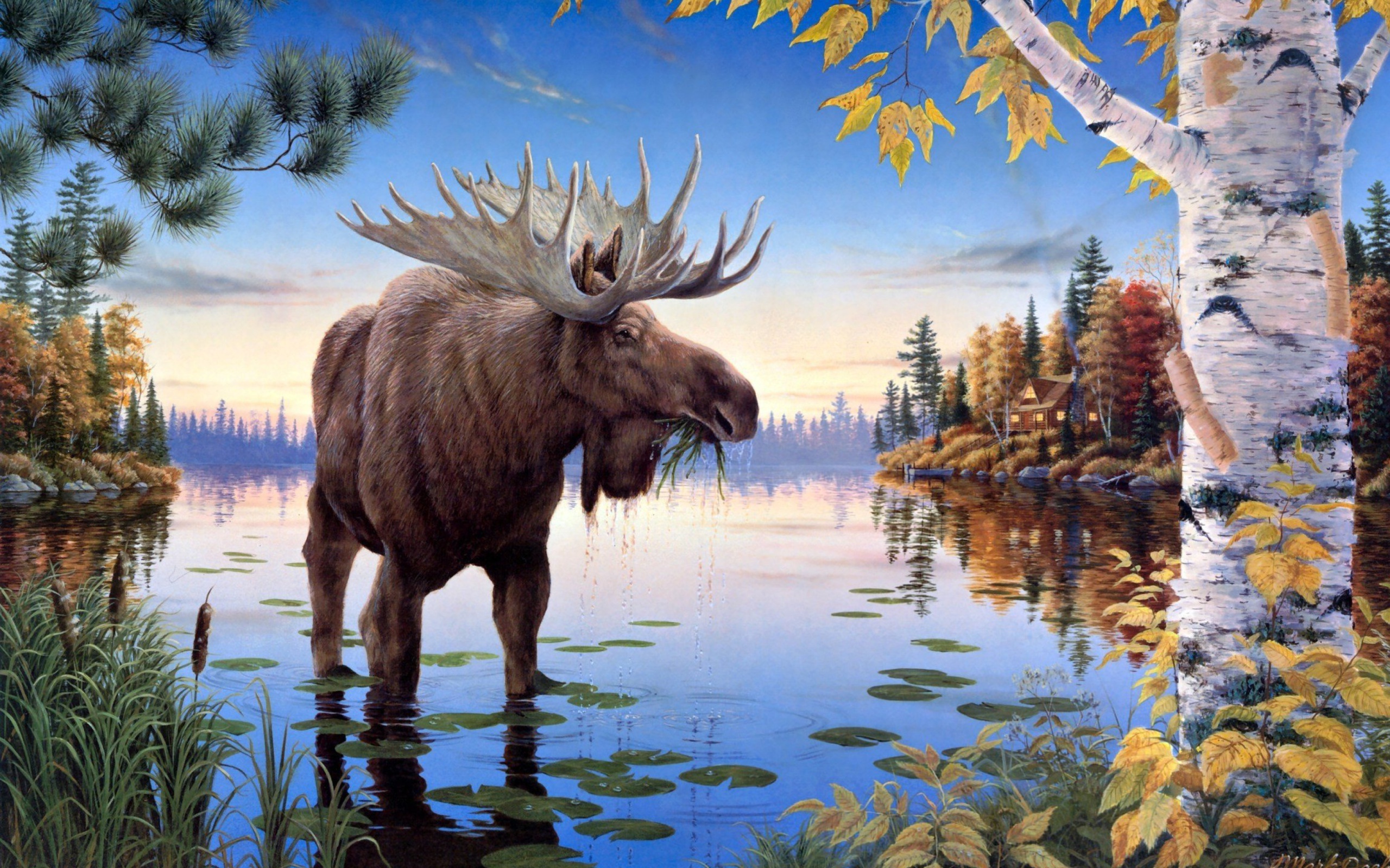 Sfondi Elk 2560x1600