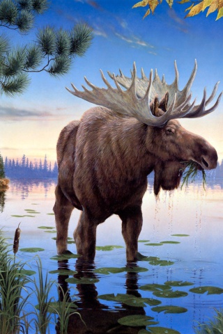 Das Elk Wallpaper 320x480