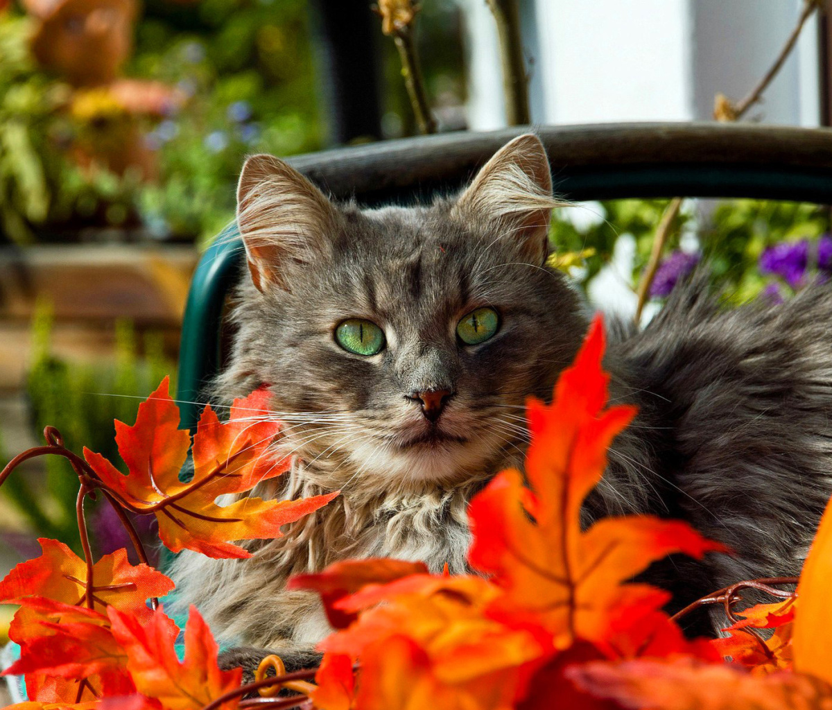 Autumn Cat wallpaper 1200x1024