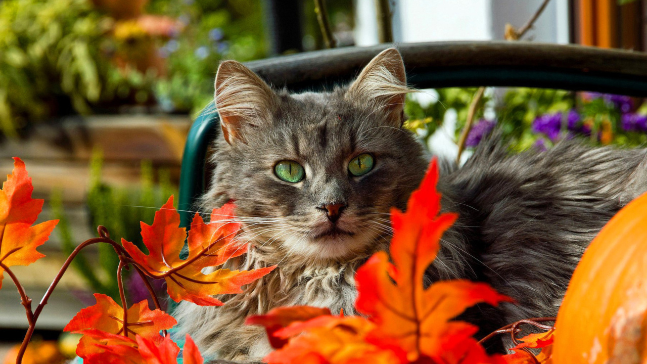 Das Autumn Cat Wallpaper 1280x720