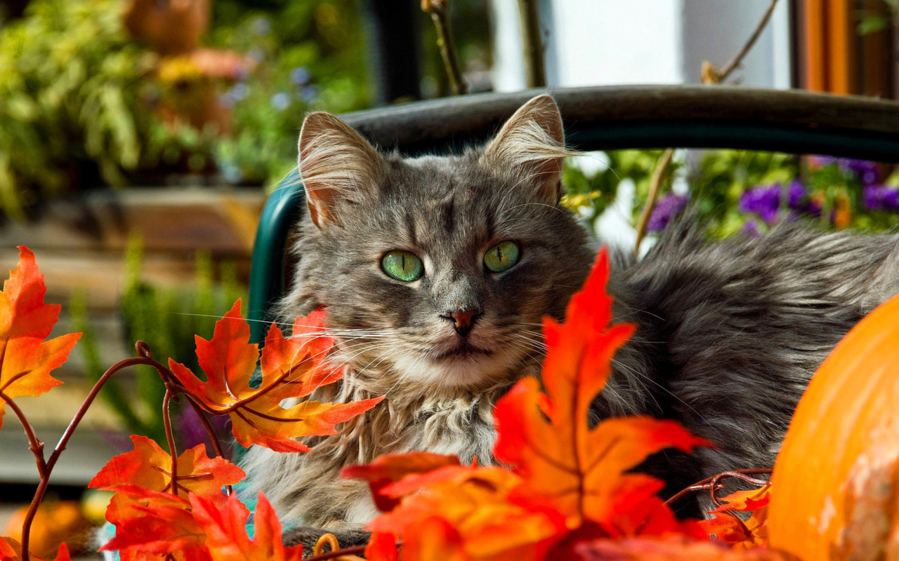 Das Autumn Cat Wallpaper 1280x800