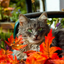 Autumn Cat screenshot #1 128x128
