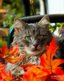 Fondo de pantalla Autumn Cat 128x160