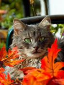 Sfondi Autumn Cat 132x176