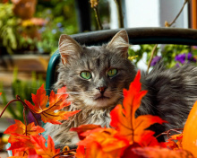 Autumn Cat wallpaper 220x176