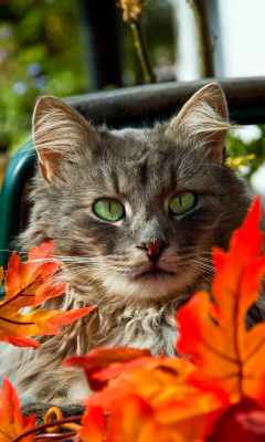 Sfondi Autumn Cat 240x400