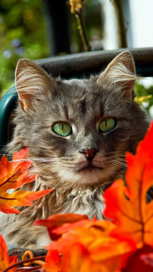 Обои Autumn Cat 640x1136