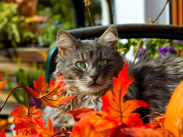 Autumn Cat wallpaper 640x480