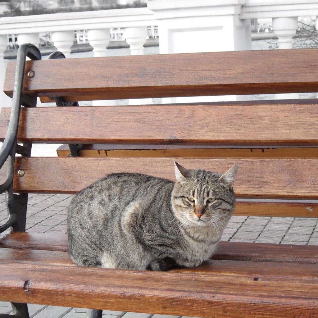 Cat On A Bench screenshot #1 1024x1024