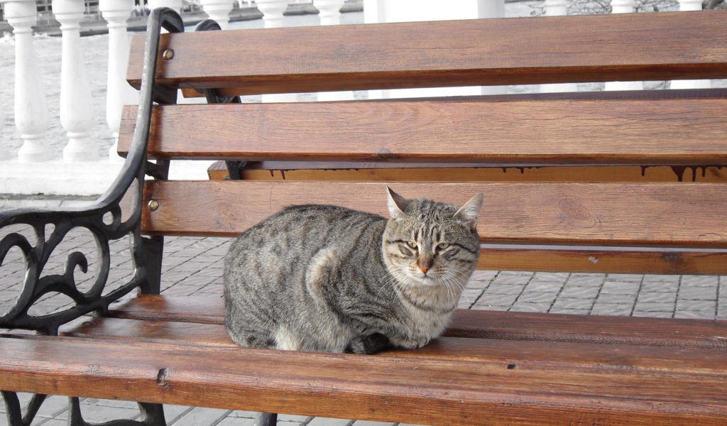 Cat On A Bench screenshot #1 1024x600