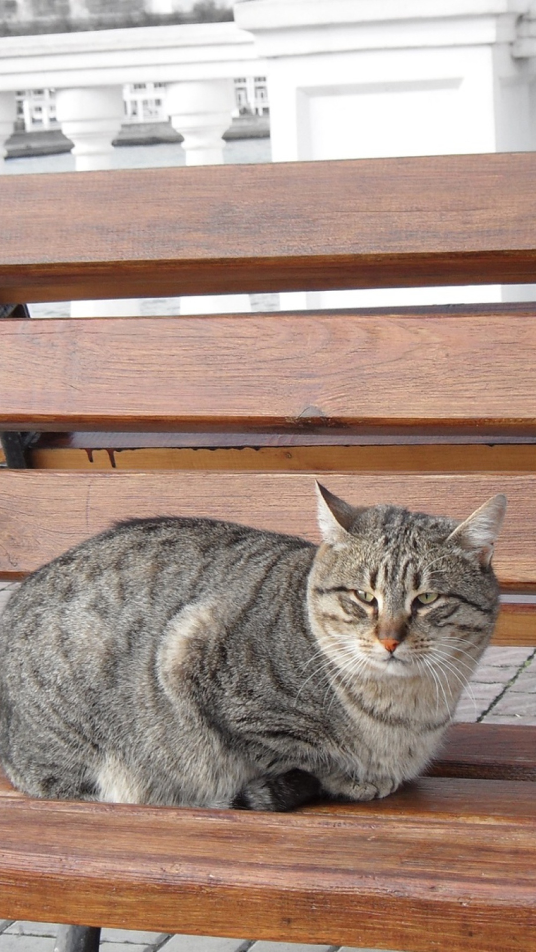 Cat On A Bench wallpaper 1080x1920