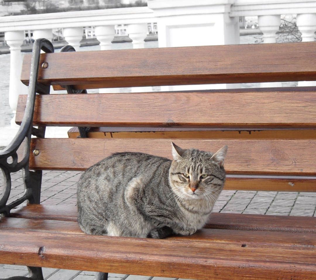 Das Cat On A Bench Wallpaper 1080x960