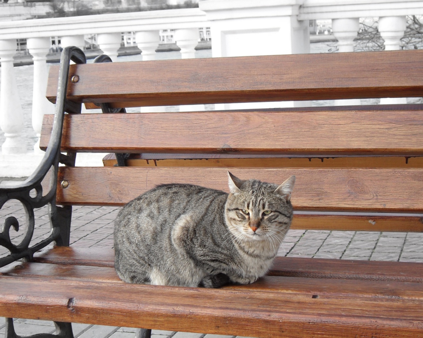 Обои Cat On A Bench 1600x1280
