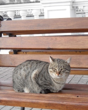 Screenshot №1 pro téma Cat On A Bench 176x220