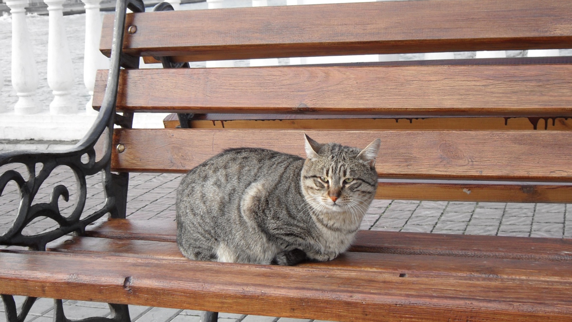 Обои Cat On A Bench 1920x1080
