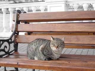 Обои Cat On A Bench 320x240