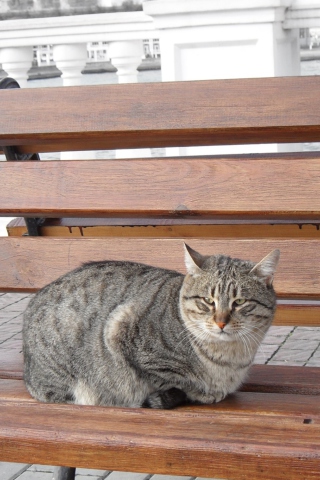 Fondo de pantalla Cat On A Bench 320x480