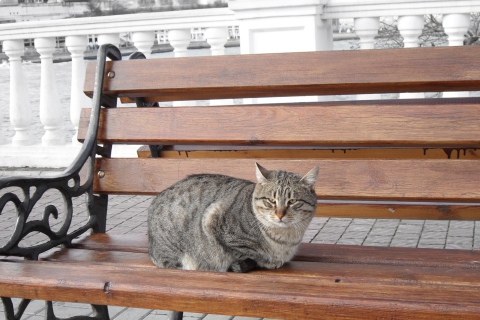 Обои Cat On A Bench 480x320