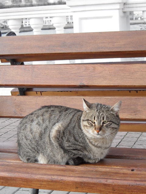 Обои Cat On A Bench 480x640