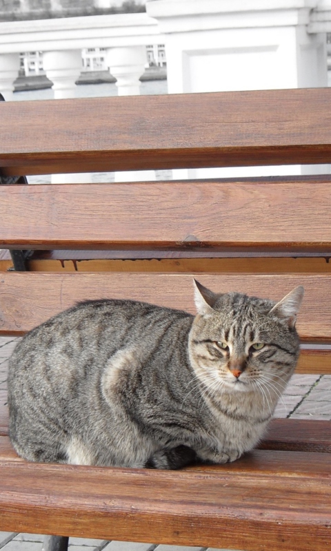 Fondo de pantalla Cat On A Bench 480x800