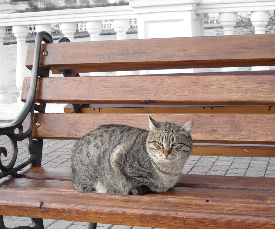 Обои Cat On A Bench 960x800