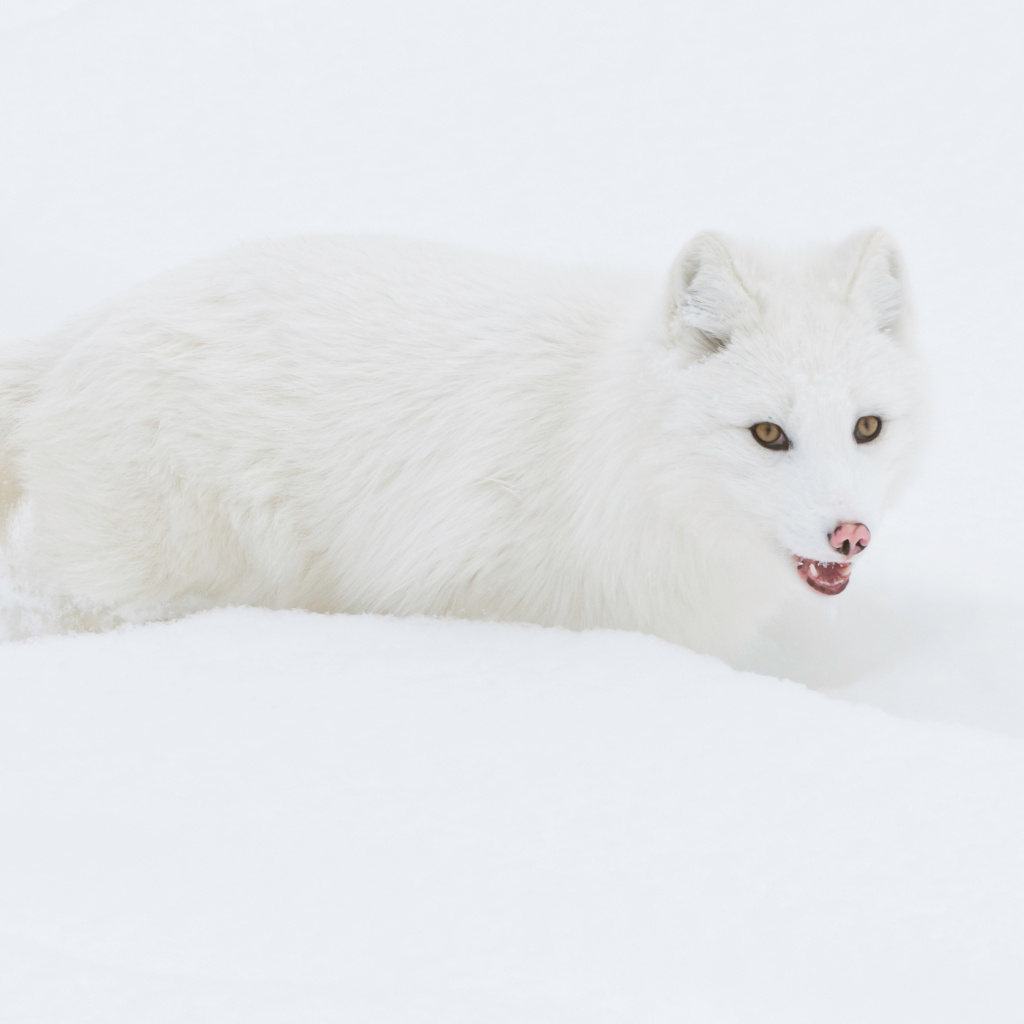 Das Arctic Fox in Snow Wallpaper 1024x1024