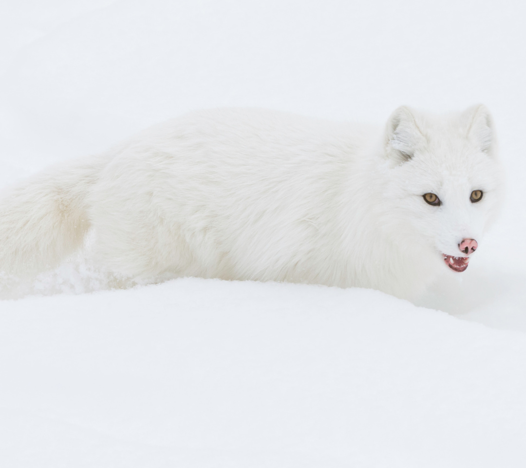Das Arctic Fox in Snow Wallpaper 1080x960